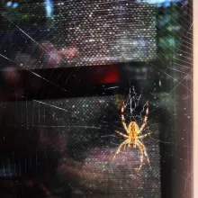  Clean windows by TallBoysClean windows by TallBoys